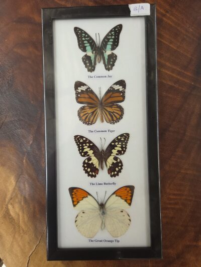 Taxidermy Butterflies # 14.