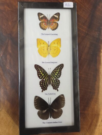 Taxidermy Butterflies # 16.