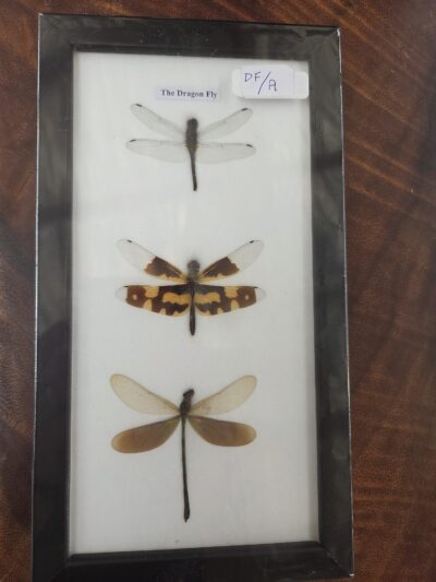 Taxidermy Dragonflies # 20.