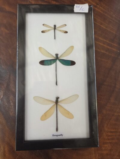 Taxidermy Dragonflies # 22.