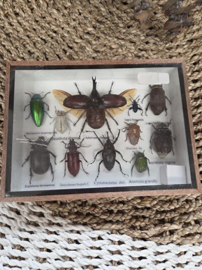 Taxidermy mixed beetles.