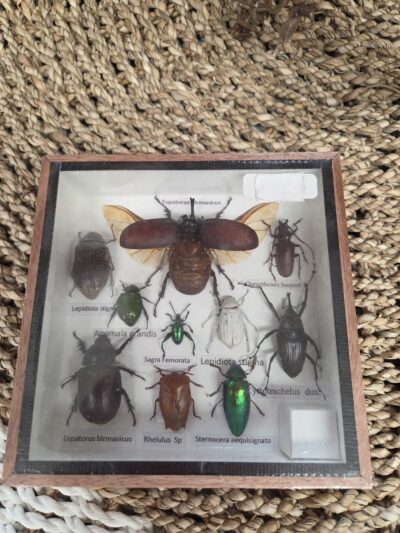 Taxidermy Beetles.