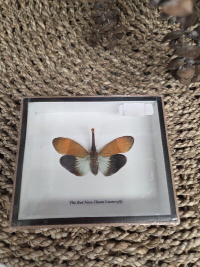 Taxidermy Lantern fly.