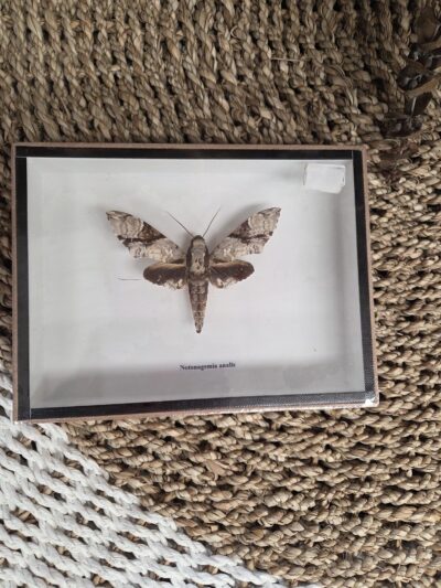 Taxidermy Moth.