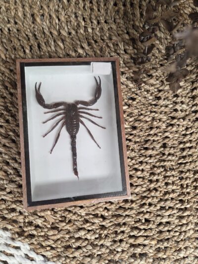 Taxidermy Scorpion.
