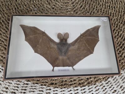 Epaulette Bat-A.