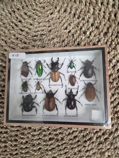 Taxidermy mixed beetles #2.