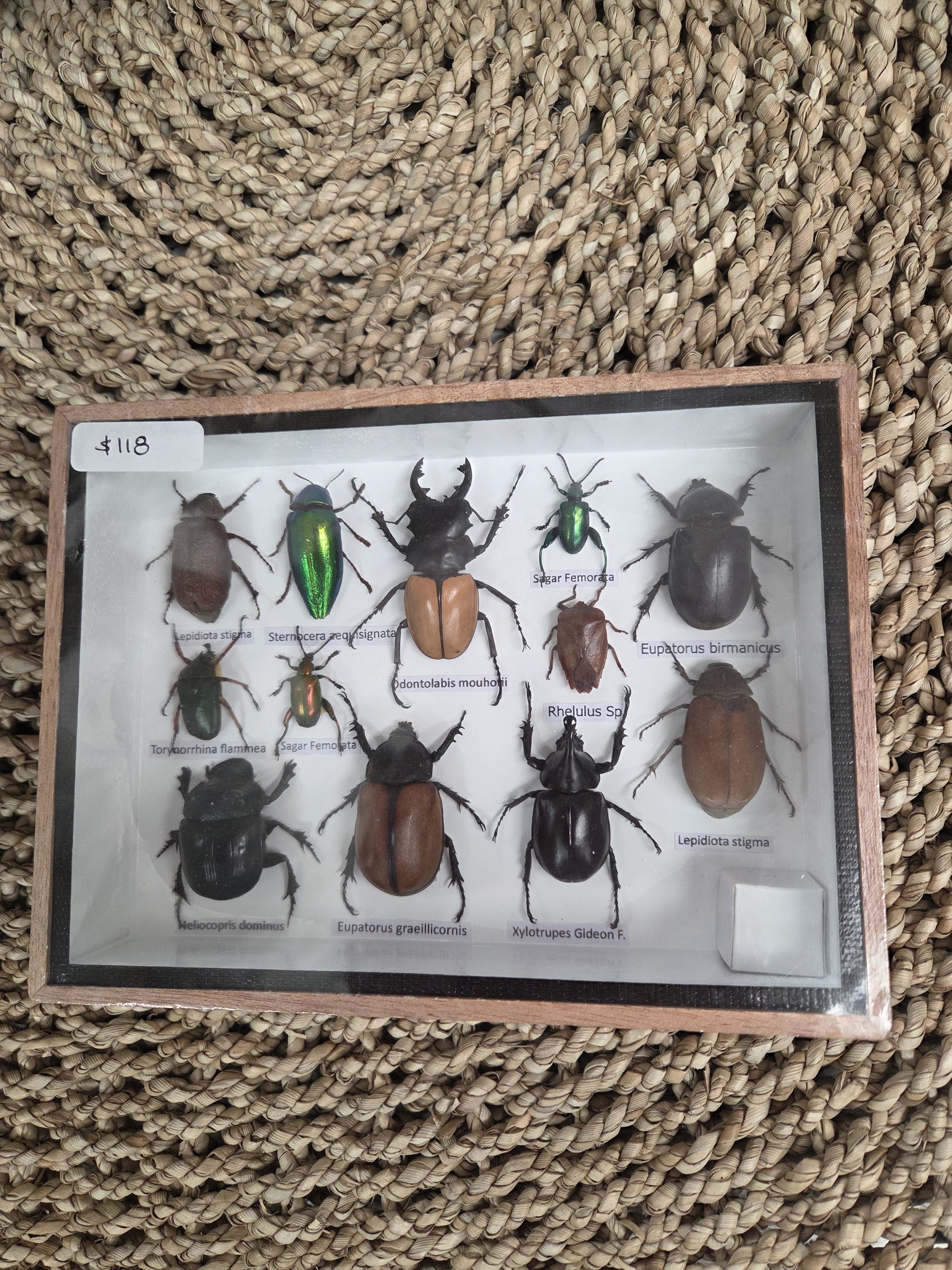 Taxidermy mixed beetles #2. - Harmer Imports Taxidermy mixed beetles #2.
