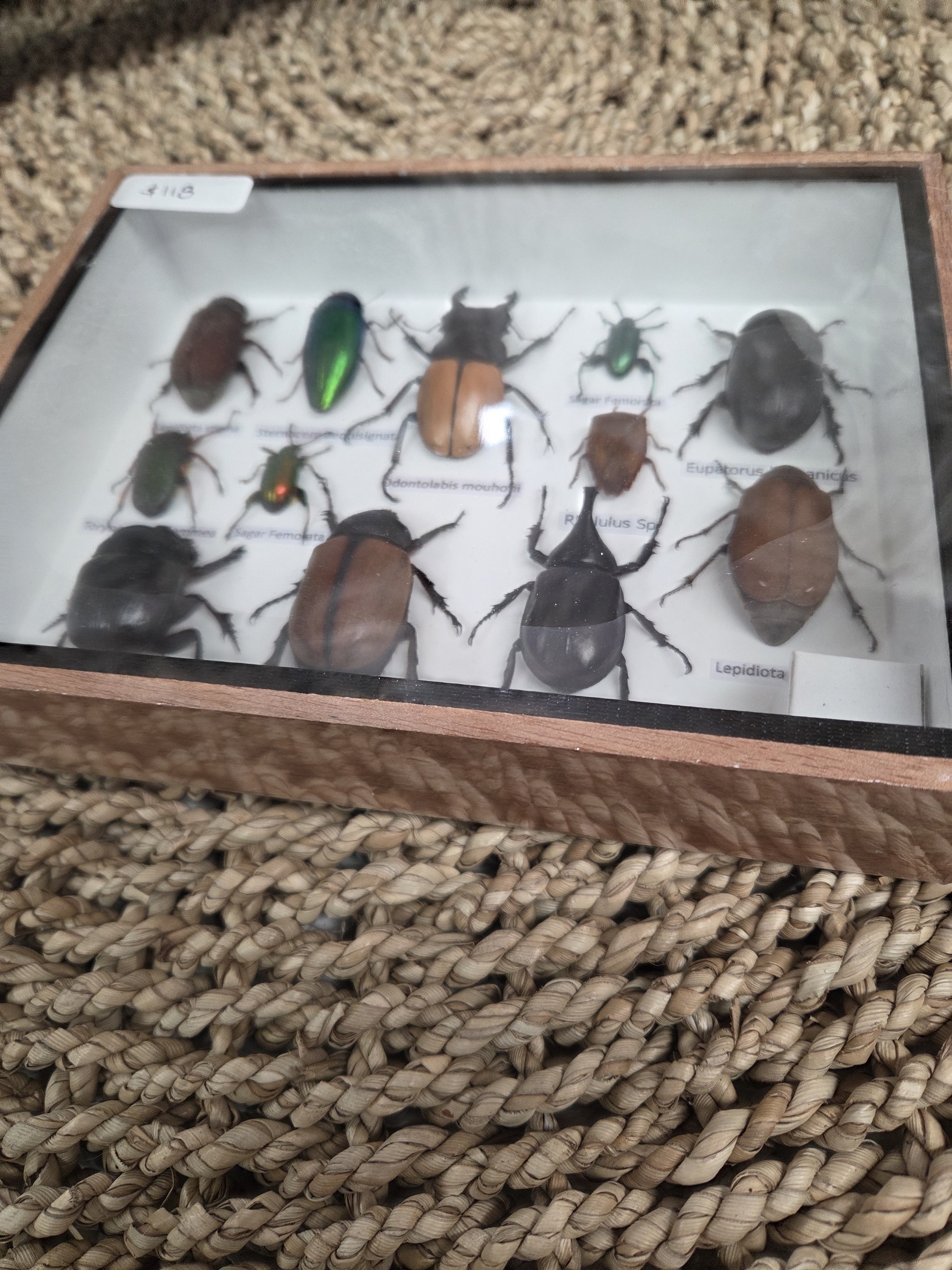 Taxidermy mixed beetles #2. - Harmer Imports Taxidermy mixed beetles #2. - Image 2