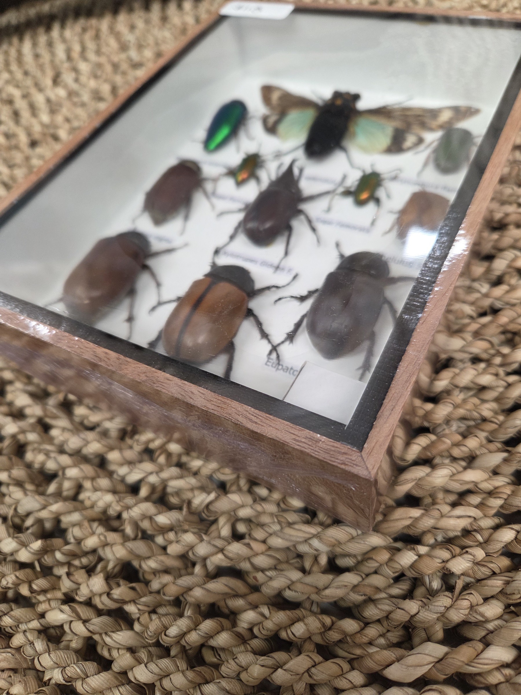 Taxidermy Mixed Bugs/Beetles #6. - Harmer Imports Taxidermy Mixed Bugs/Beetles #6. - Image 2