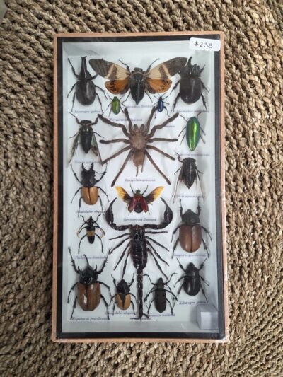 Taxidermy Mixed Bugs/Beetles #6.