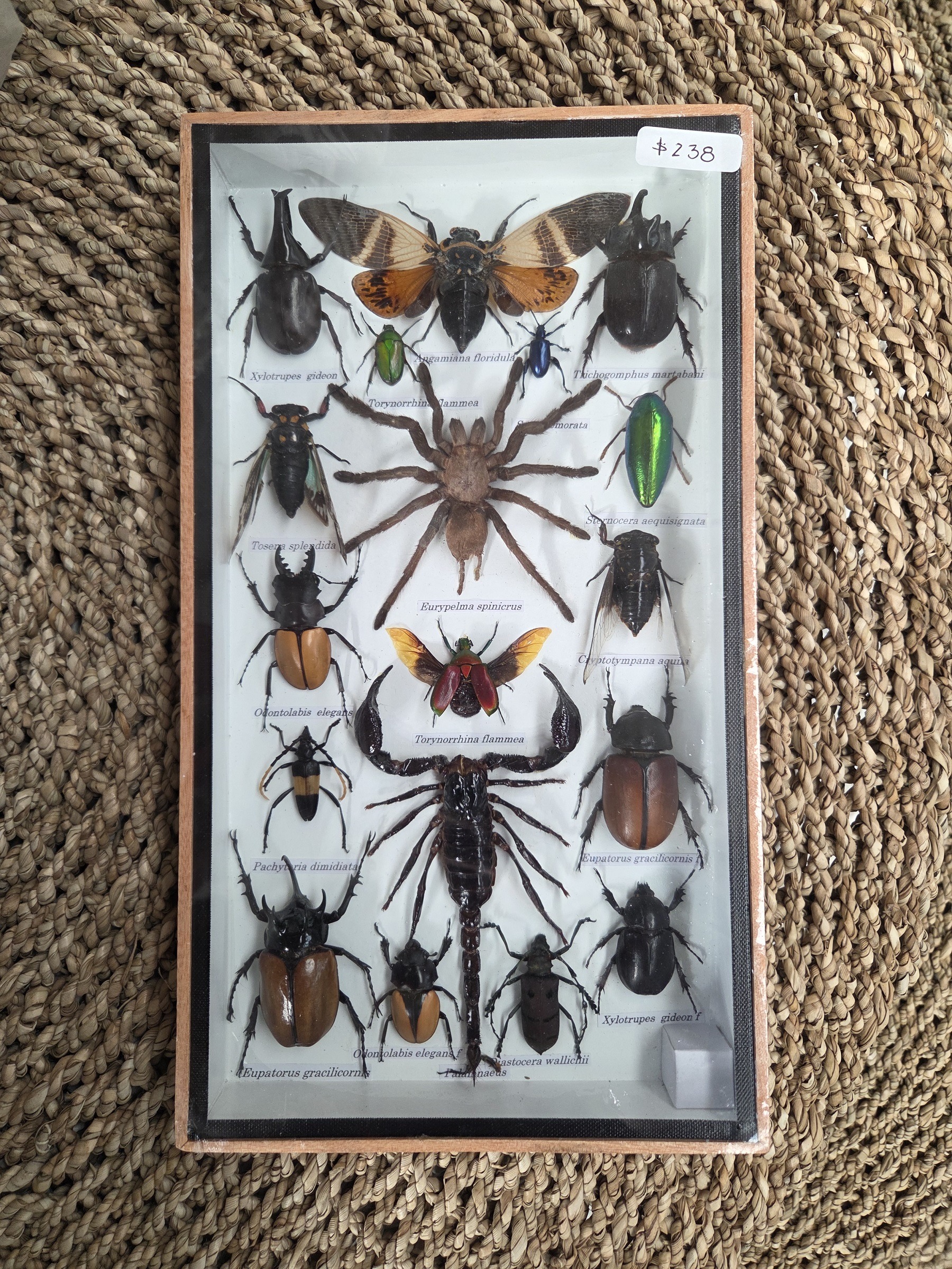 Taxidermy Mixed Bugs/Beetles #6. - Harmer Imports Taxidermy Mixed Bugs/Beetles #6.