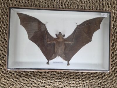 Epaulette Bat-B.