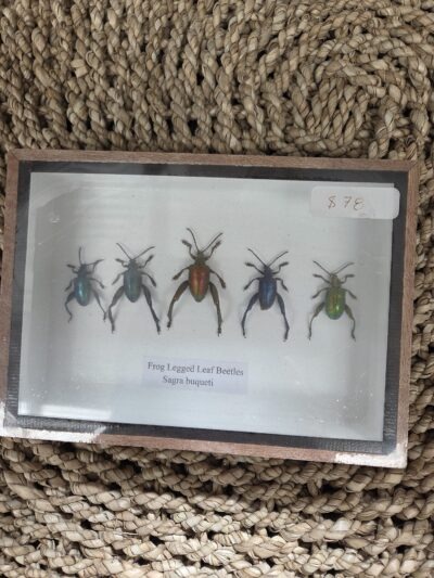 Taxidermy Frog Legged Beetles.