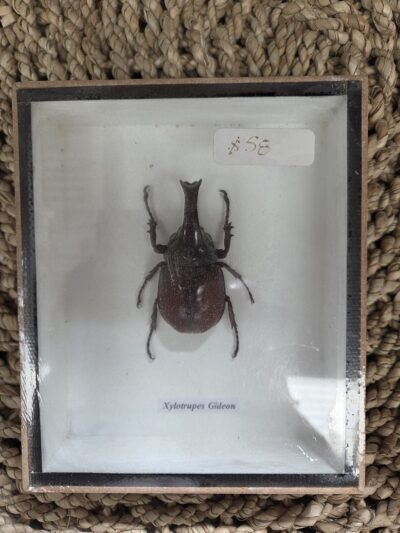 Taxidermy Bug.