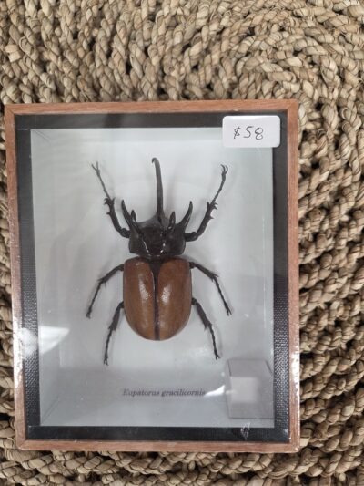 Taxidermy Bug.