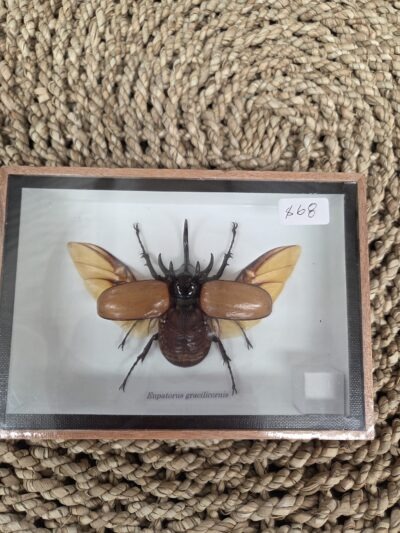Taxidermy Bug.