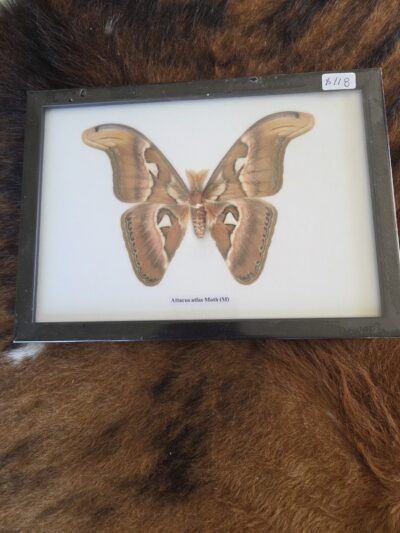 Taxidermy Attacus Atlas Moth # 17.