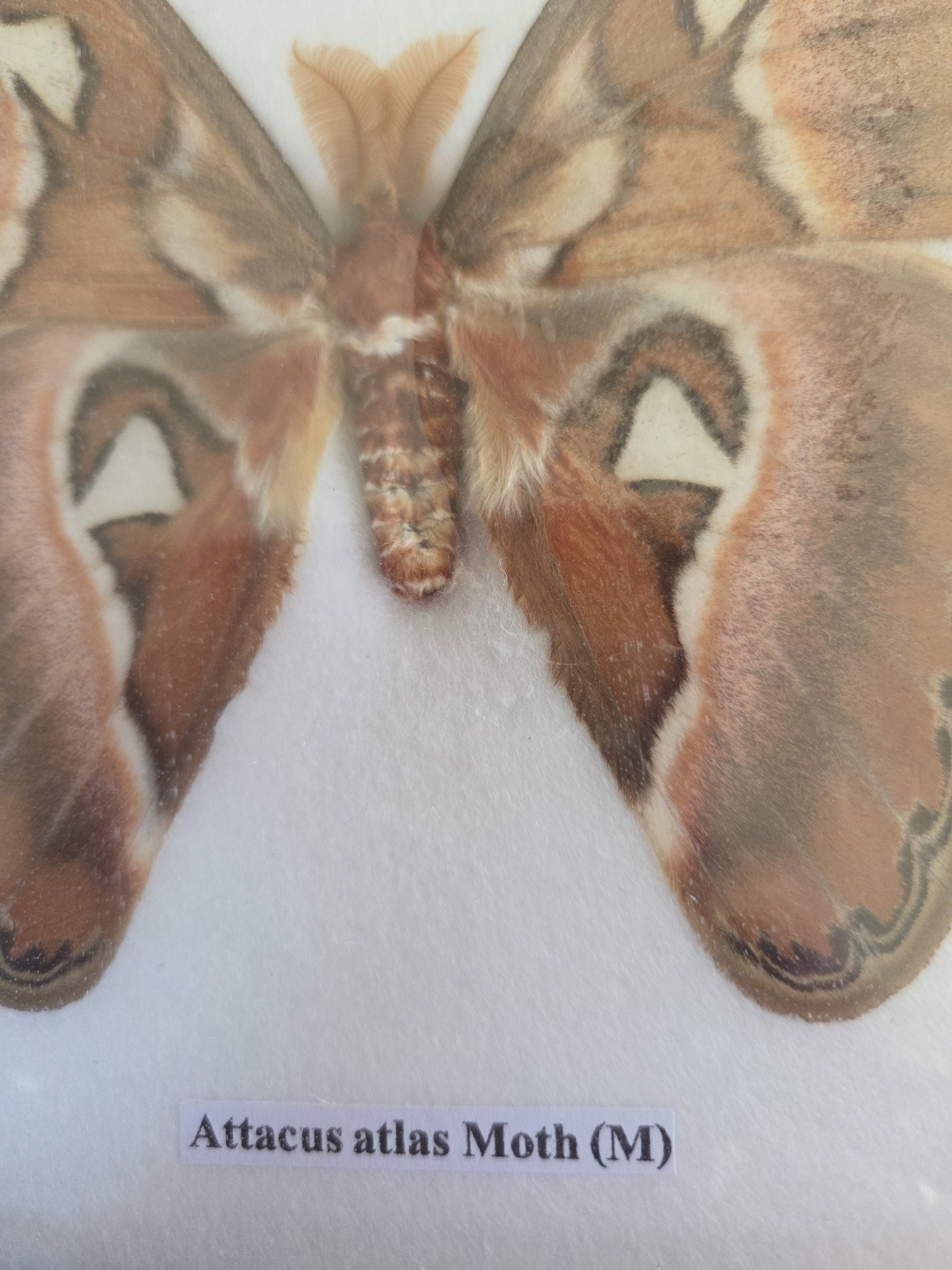 Taxidermy Attacus Atlas Moth # 17. - Harmer Imports Taxidermy Attacus Atlas Moth # 17. - Image 3