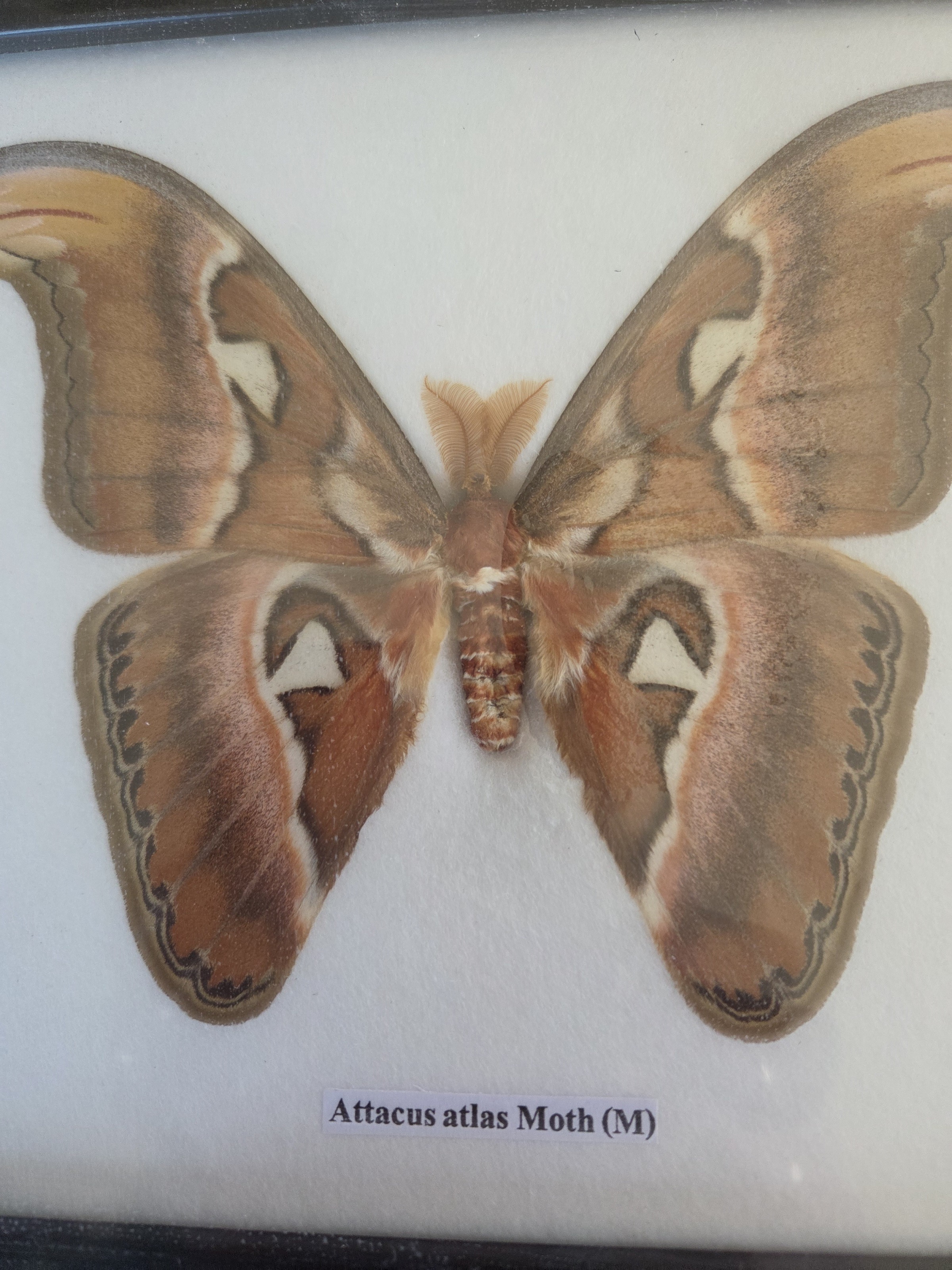 Taxidermy Attacus Atlas Moth # 17. - Harmer Imports Taxidermy Attacus Atlas Moth # 17. - Image 2