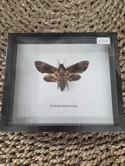 Taxidermy Death Head Hawke Moth # 19.
