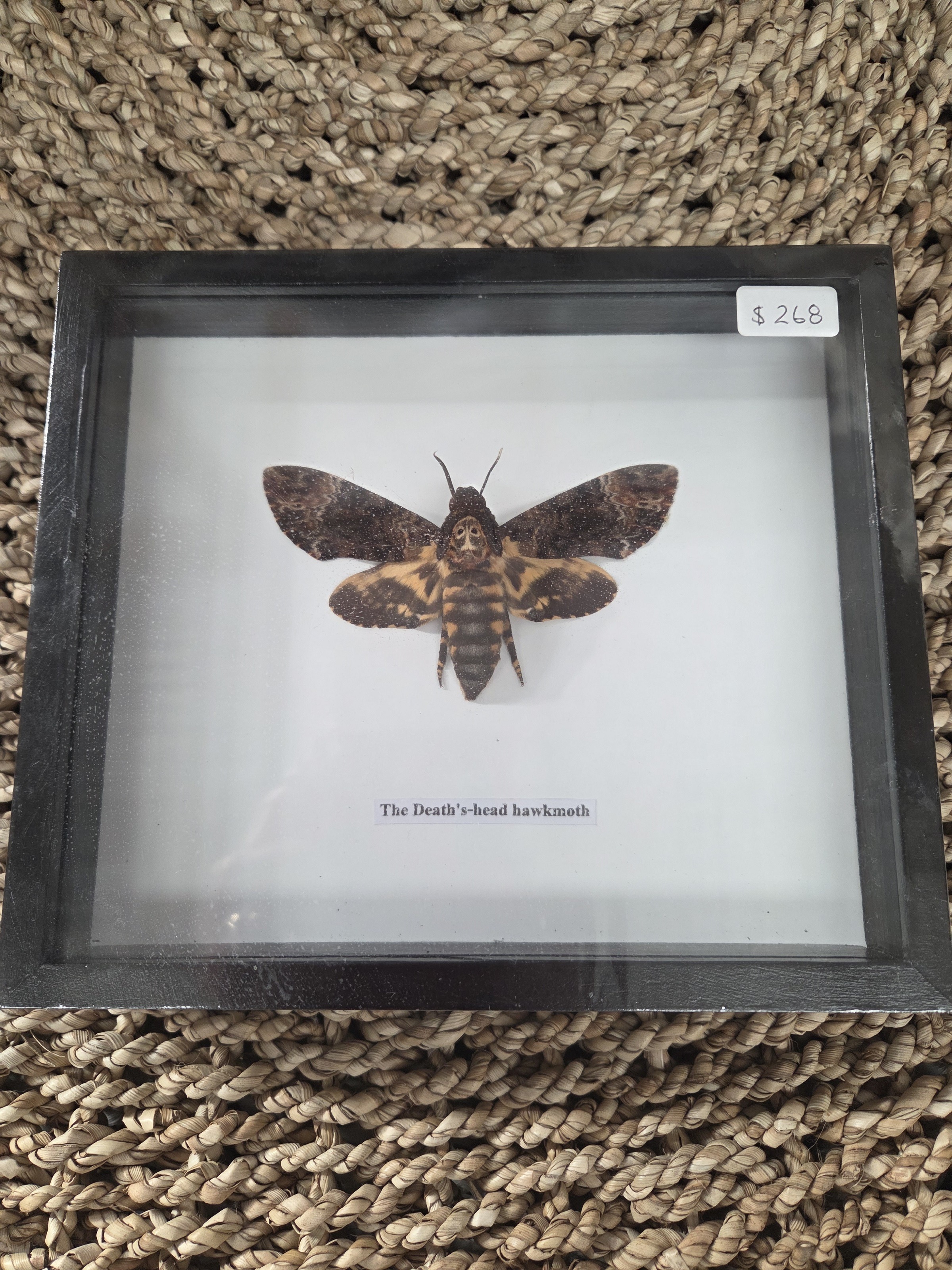 Taxidermy Death Head Hawke Moth # 19. - Harmer Imports Taxidermy Death Head Hawke Moth # 19.