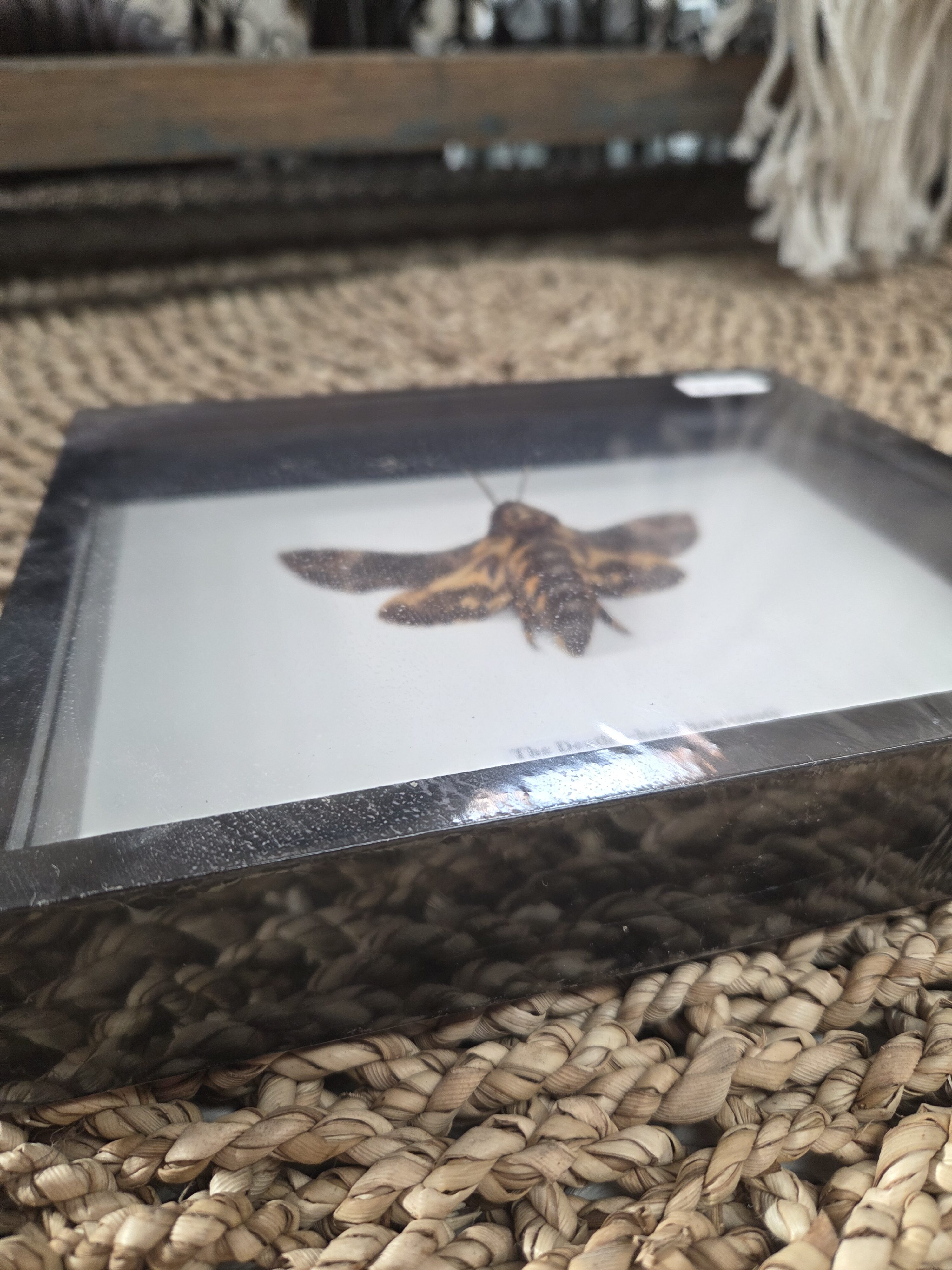Taxidermy Death Head Hawke Moth # 19. - Harmer Imports Taxidermy Death Head Hawke Moth # 19. - Image 2