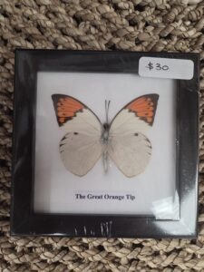Taxidermy Butterfly # 8.
