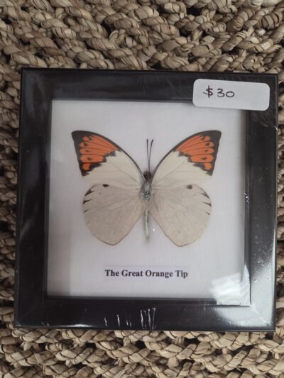 Taxidermy Butterfly # 8.