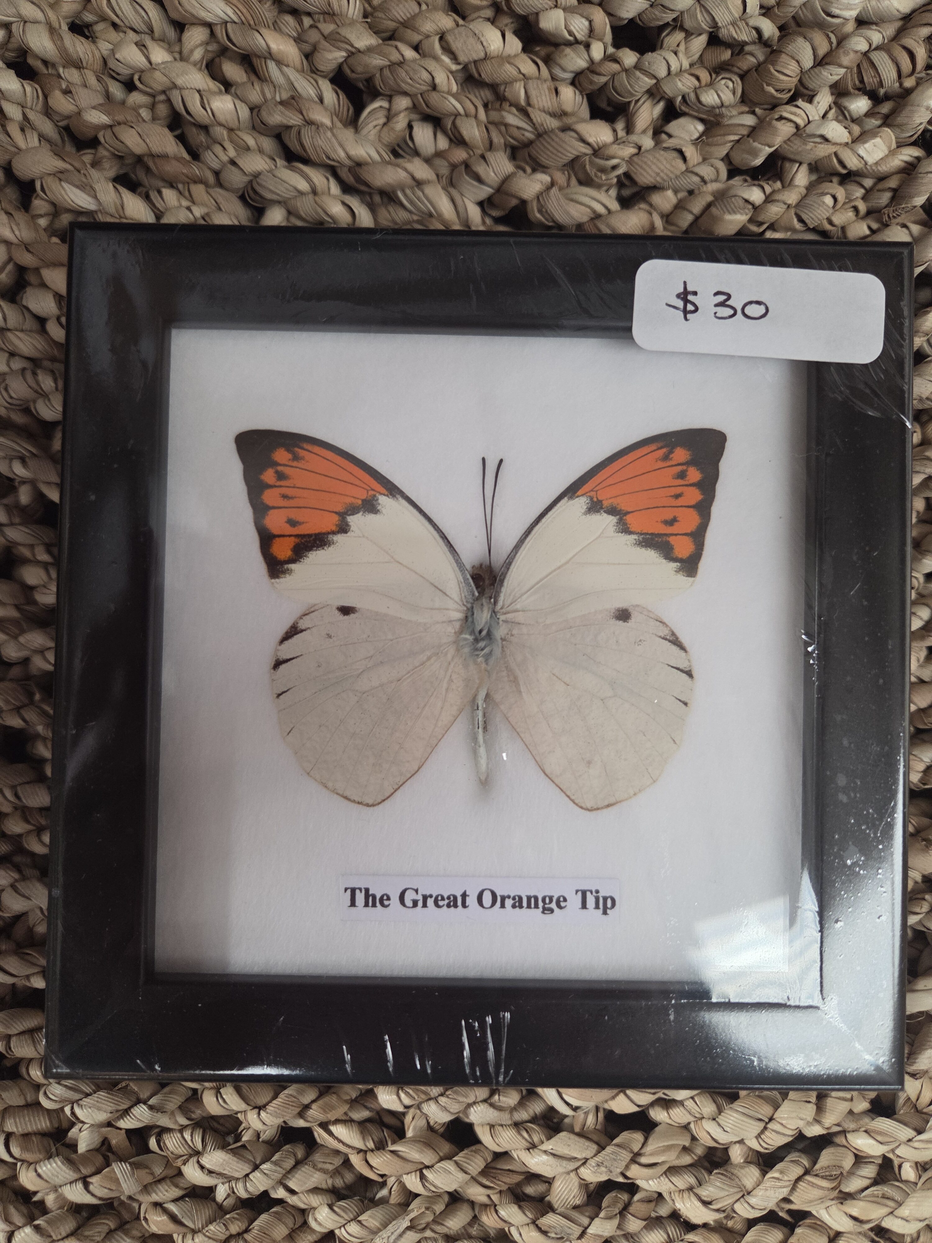 Taxidermy Butterfly # 8. - Harmer Imports Taxidermy Butterfly # 8.