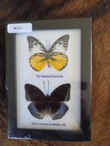 Taxidermy Butterflies # 3.
