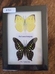 Taxidermy Butterflies # 4.