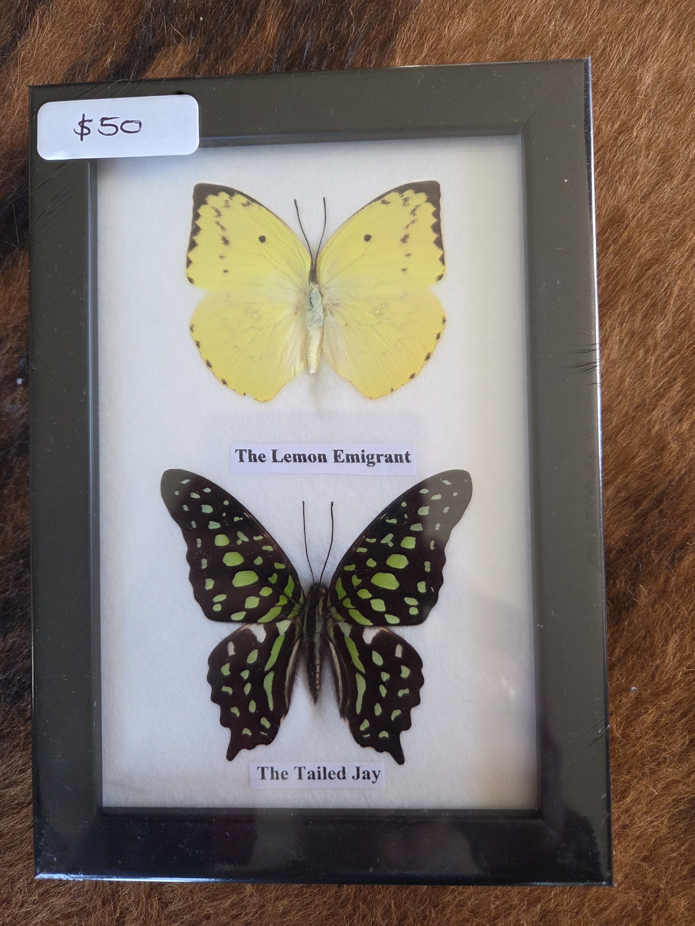 Taxidermy Butterflies # 4. - Harmer Imports Taxidermy Butterflies # 4.