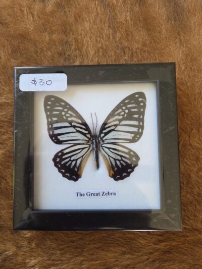 Taxidermy Butterfly # 5.