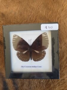 Taxidermy Butterfly # 6.