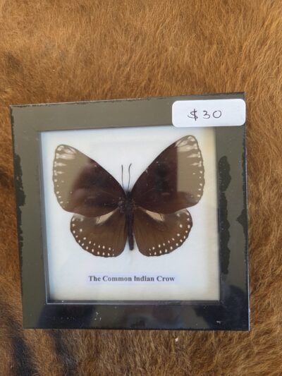 Taxidermy Butterfly # 6.