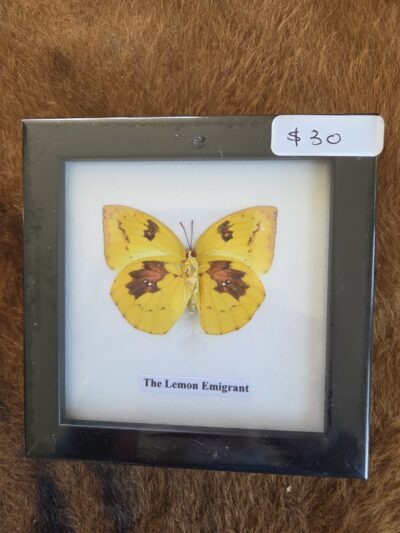 Taxidermy Butterfly # 7.