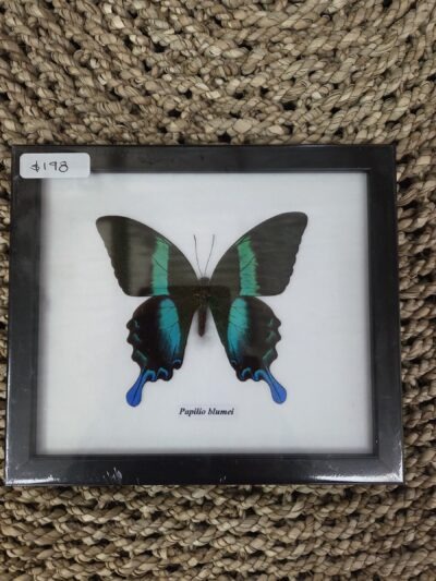 Taxidermy Papilio Butterfly # 1.
