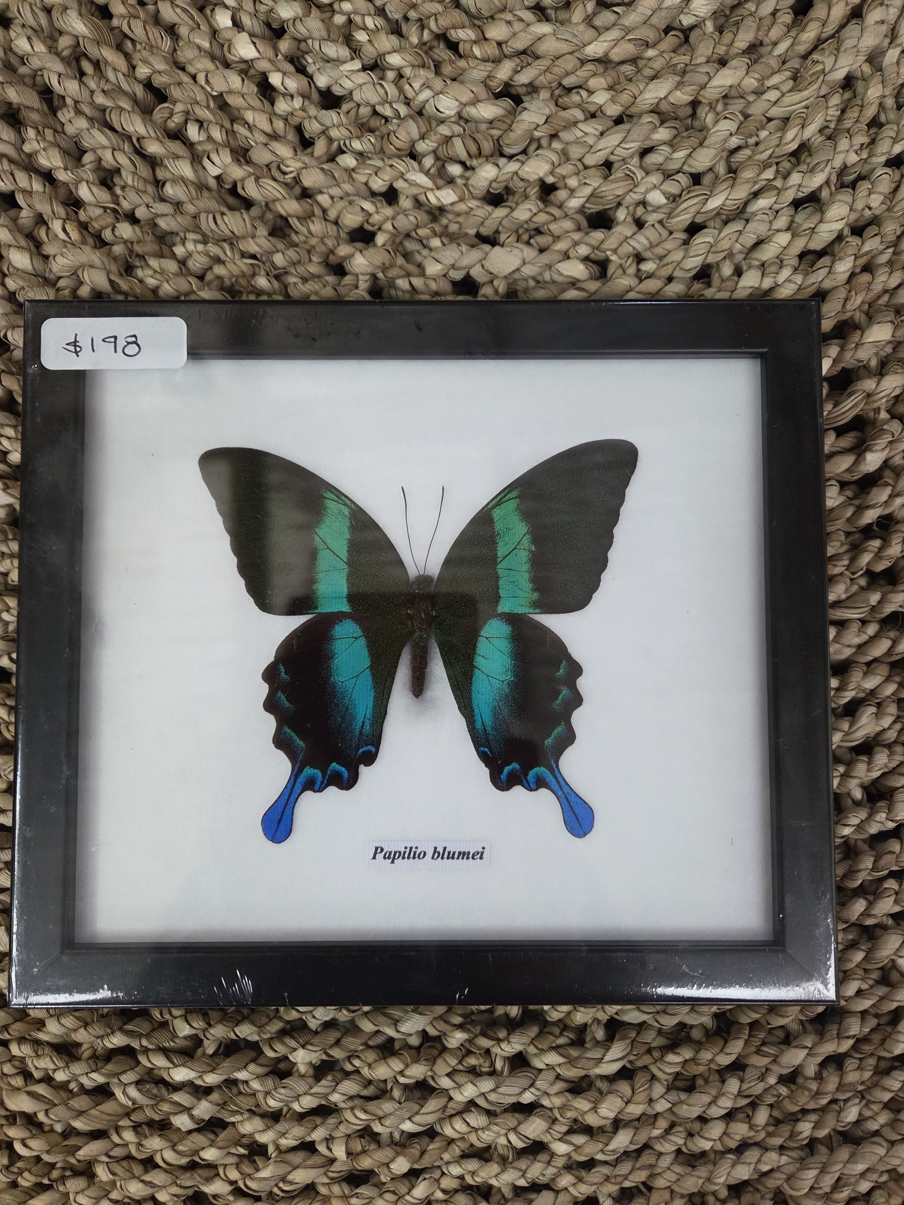 Taxidermy Papilio Butterfly # 1. - Harmer Imports Taxidermy Papilio Butterfly # 1.