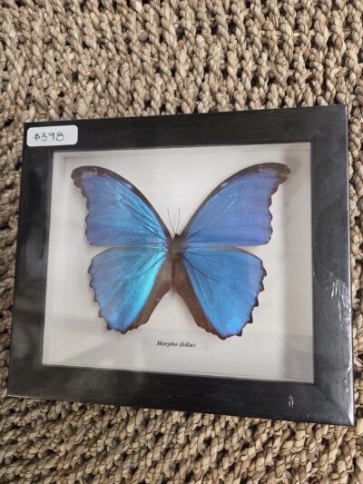 Taxidermy Morpho Butterfly #2.