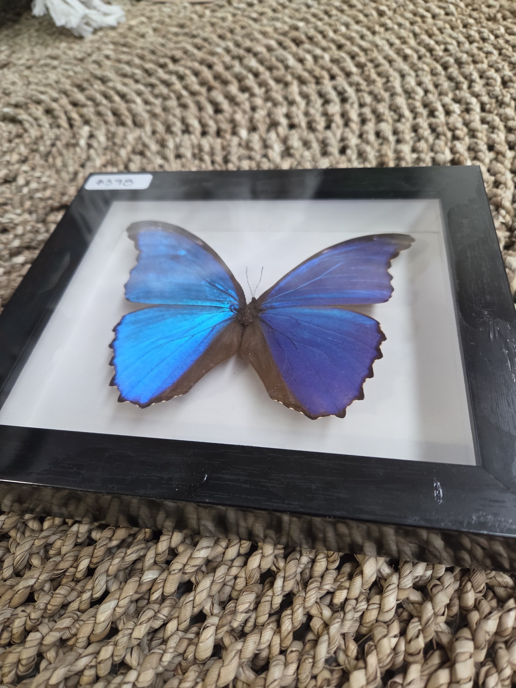 Taxidermy Morpho Butterfly #2. - Harmer Imports Taxidermy Morpho Butterfly #2. - Image 2
