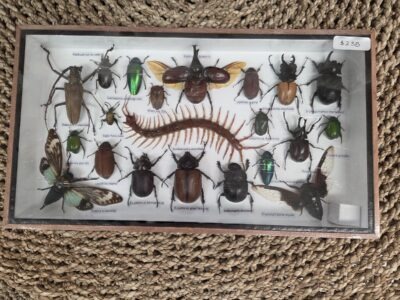 Taxidermy Mixed Bugs/Beetles #1.