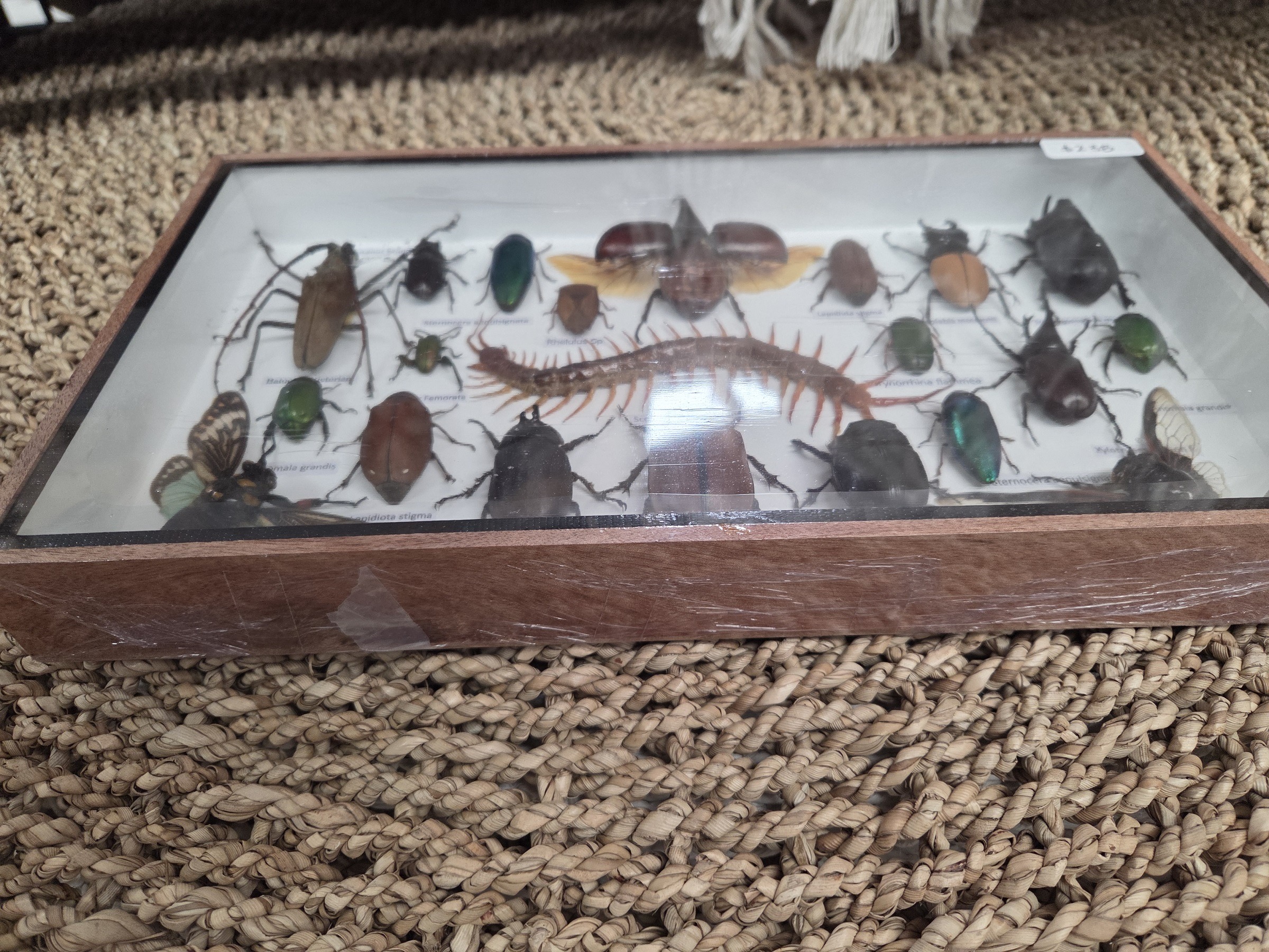 Taxidermy Mixed Bugs/Beetles #1. - Harmer Imports Taxidermy Mixed Bugs/Beetles #1. - Image 2
