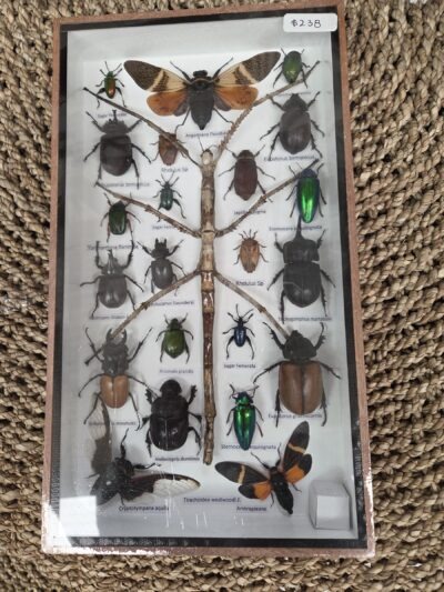Taxidermy Mixed Bugs/Beetles #7.