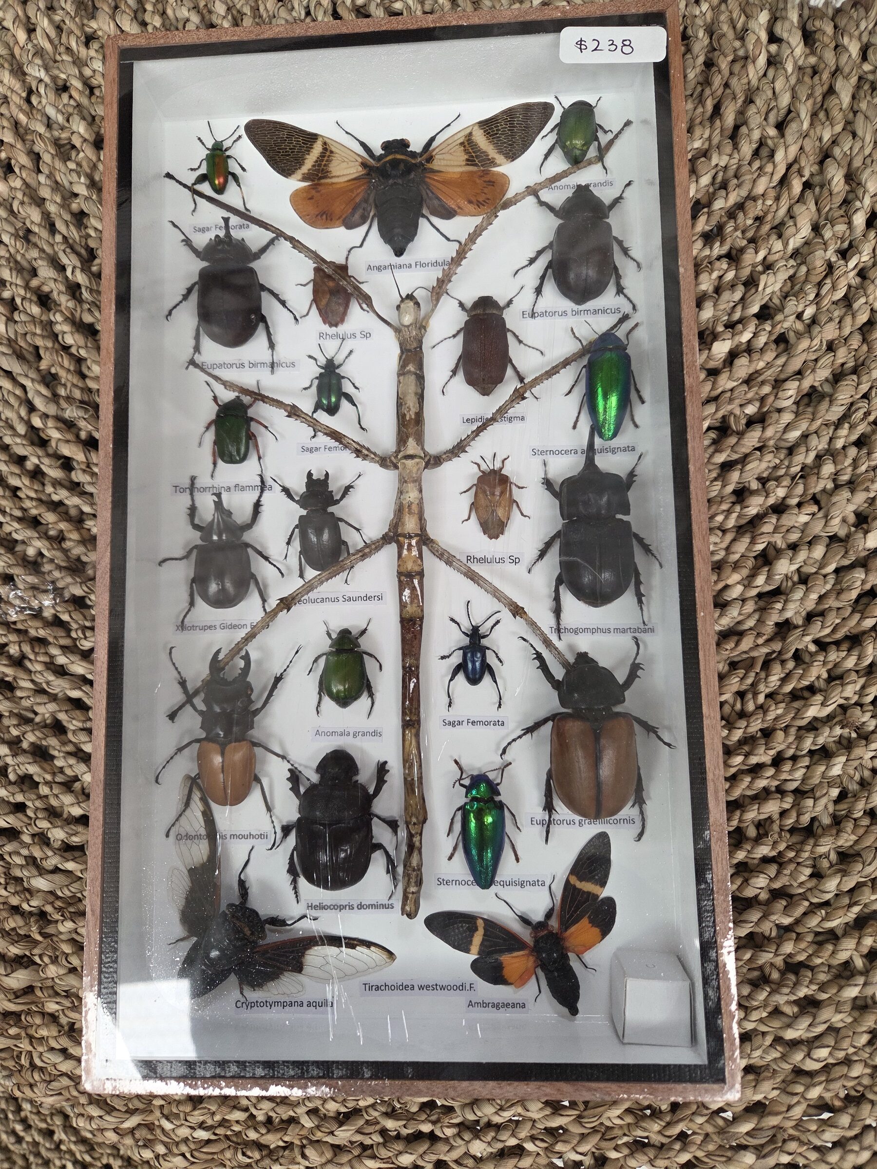 Taxidermy Mixed Bugs/Beetles #7. - Harmer Imports Taxidermy Mixed Bugs/Beetles #7.
