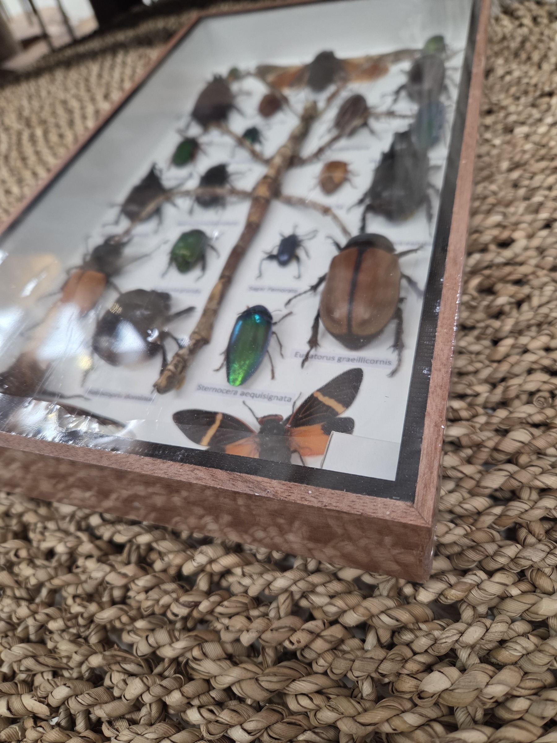 Taxidermy Mixed Bugs/Beetles #7. - Harmer Imports Taxidermy Mixed Bugs/Beetles #7. - Image 2