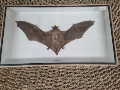 Hairless Bat-C.