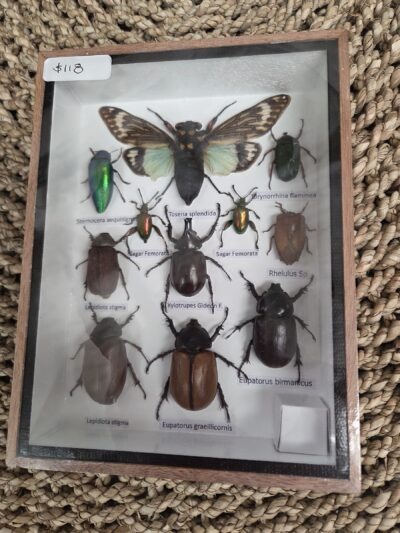Taxidermy mixed beetles #4.
